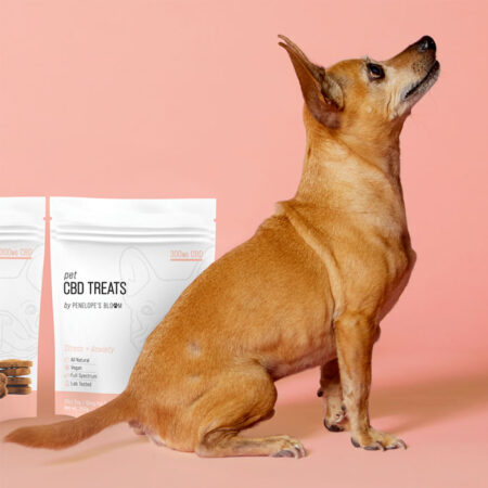 CBD Dog Treats for Anxiety and Stress - Lifestyle 1