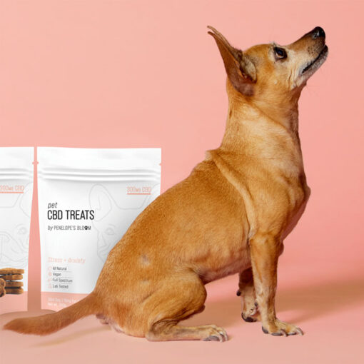 CBD Dog Treats for Anxiety + Stress Relief Penelope's Bloom