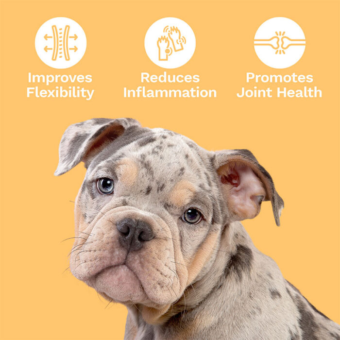 Penelope's Bloom CBD Dog Treats for Joint and Mobility Highlights