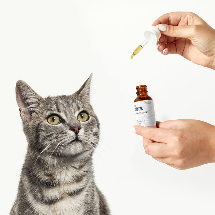 Penelope's Bloom CBD Tincture for Cats