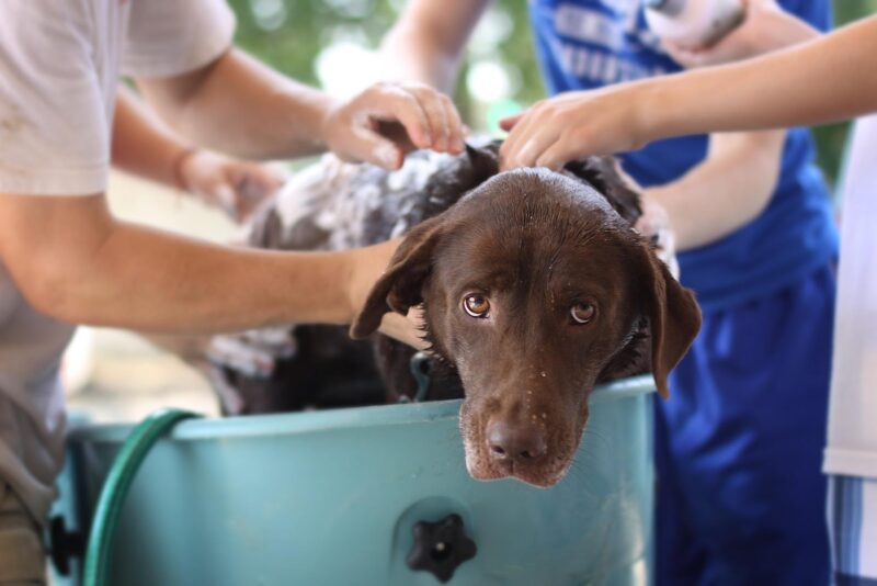 dog bath