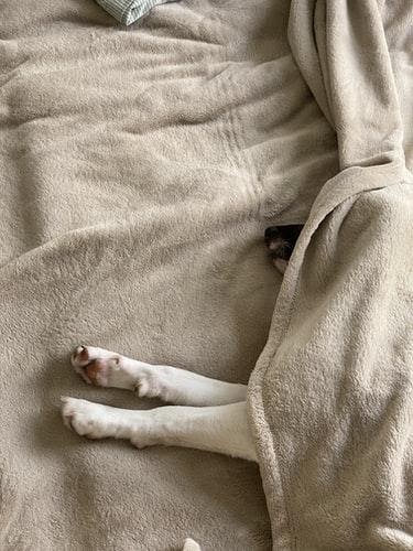 dog in blanket