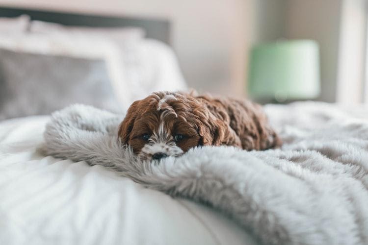 dog on blanket