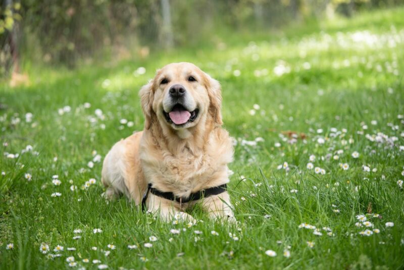 A dog panting to cool down after a walk