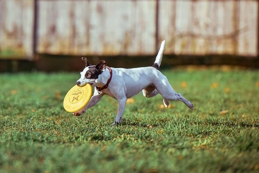 dog with frisbee