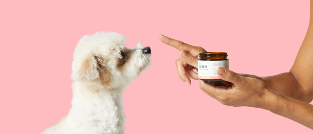 5 Ways to Use CBD Balms for Your Dog - Penelope's Bloom Pet CBD