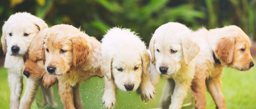 5 Puppies relaxing after taking CBD for dogs.