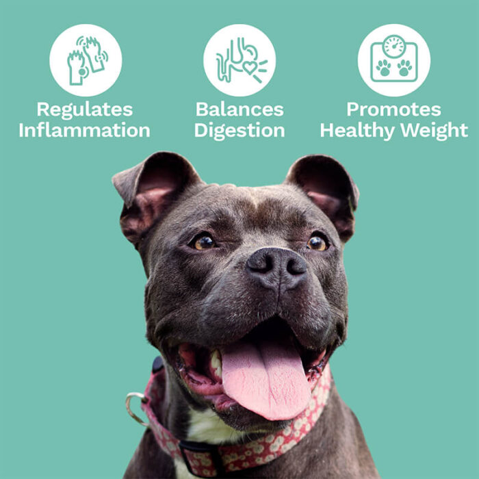 Penelope's Bloom CBD Soft Chews For Digestive Support Probiotic Benefits