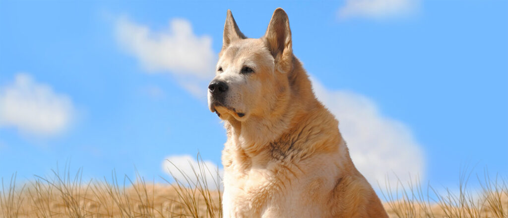 Penelope's Bloom: American Akita Why You Should Adopt Breed Pics Characteristics