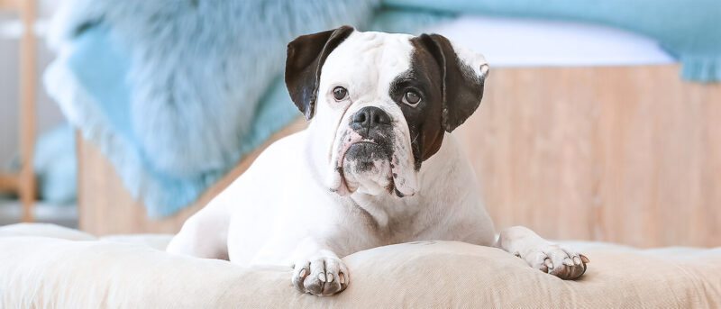 Penelope's Bloom: Boxer Dog Breed Temperament and Personality
