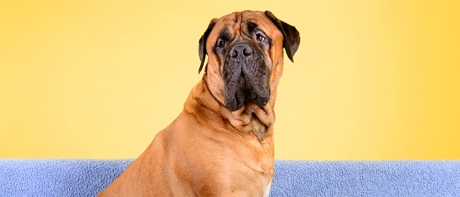 Big bullmastiff dogs best sale