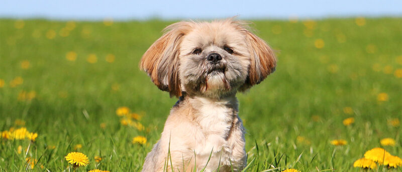 Penelope's Bloom: Lhasa Apso Dog Breed Temperament Personality and FAQ Guide