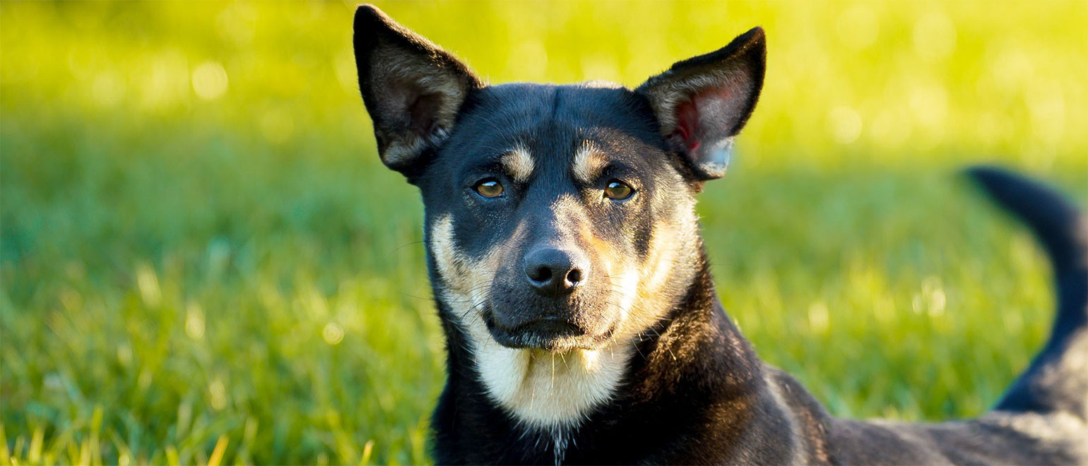 Kelpie orders shedding