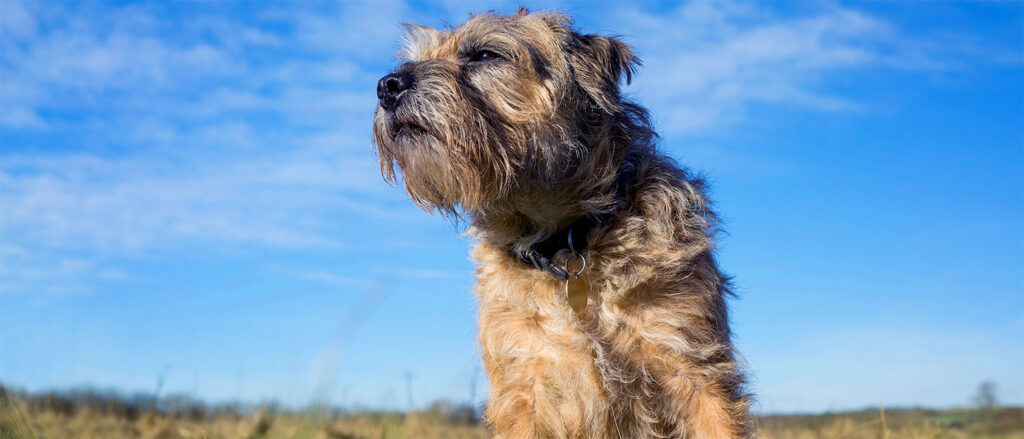 Penelope's Bloom Border Terrier Dog Breed Guide