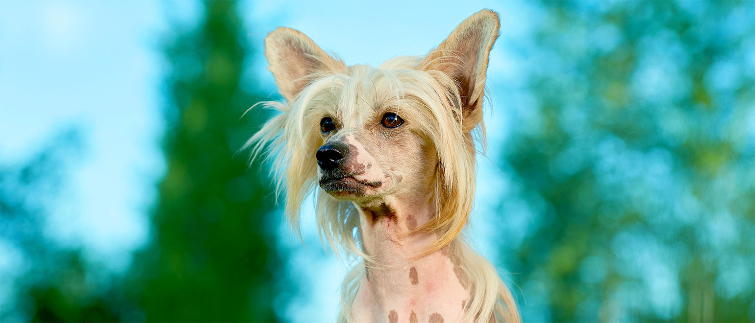 Chinese Crested Dog: A Unique Beauty [Complete Breed Information ...