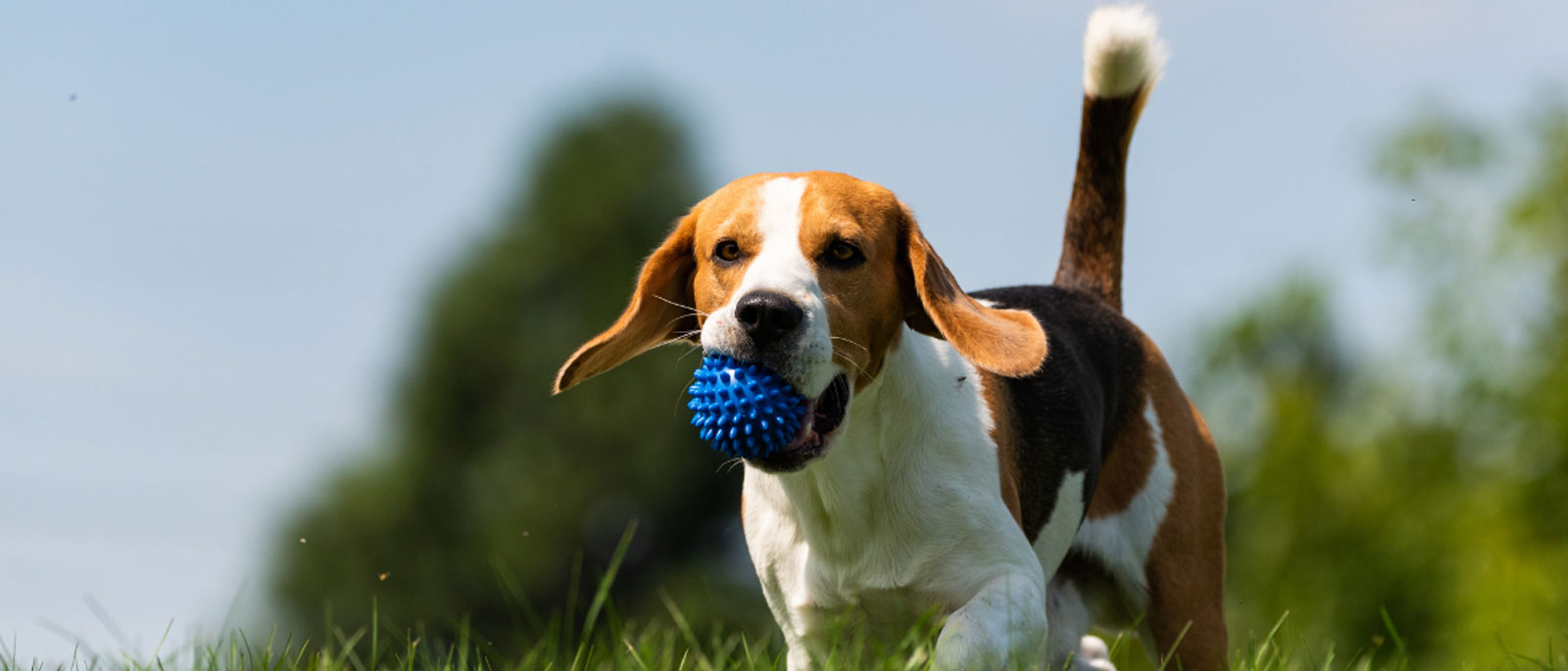 Helping a senior dog stay active and mobile