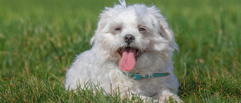 Penelope's Bloom: The Havanese Dog Breed A Small Dog With A Big Personality