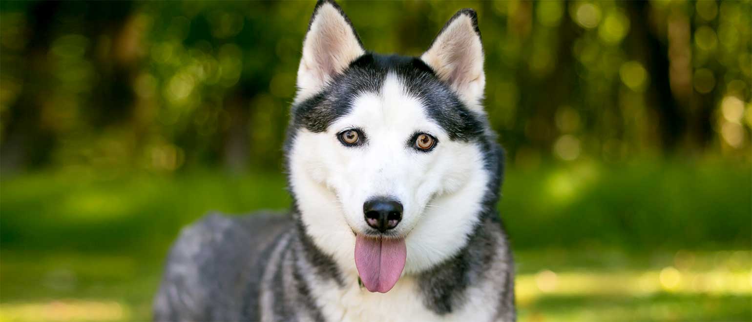 Fashion alaskan husky breeders