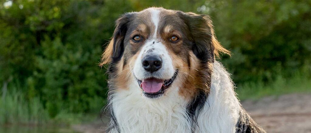 Penelope's Bloom Pet CBD: English Shepherd Dog Breed Guide