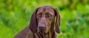 Penelope's Bloom Pet CBD: The Complete Bloodhound Dog Breed Temperament & Personality