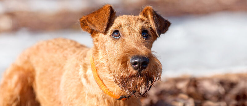 Penelope's Bloom Pet CBD: Irish Terrier - A Complete Breed Guide - Everything From History And Personality To Socialization And Care