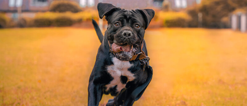 Penelope's Bloom Pet Blog: Cane Corso The Ultimate Guide