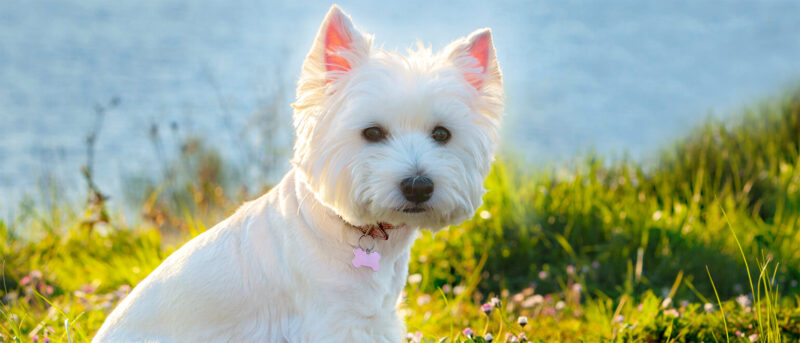 Penelope's Bloom Pet CBD: The Complete Guide For The West Highland White Terrier.